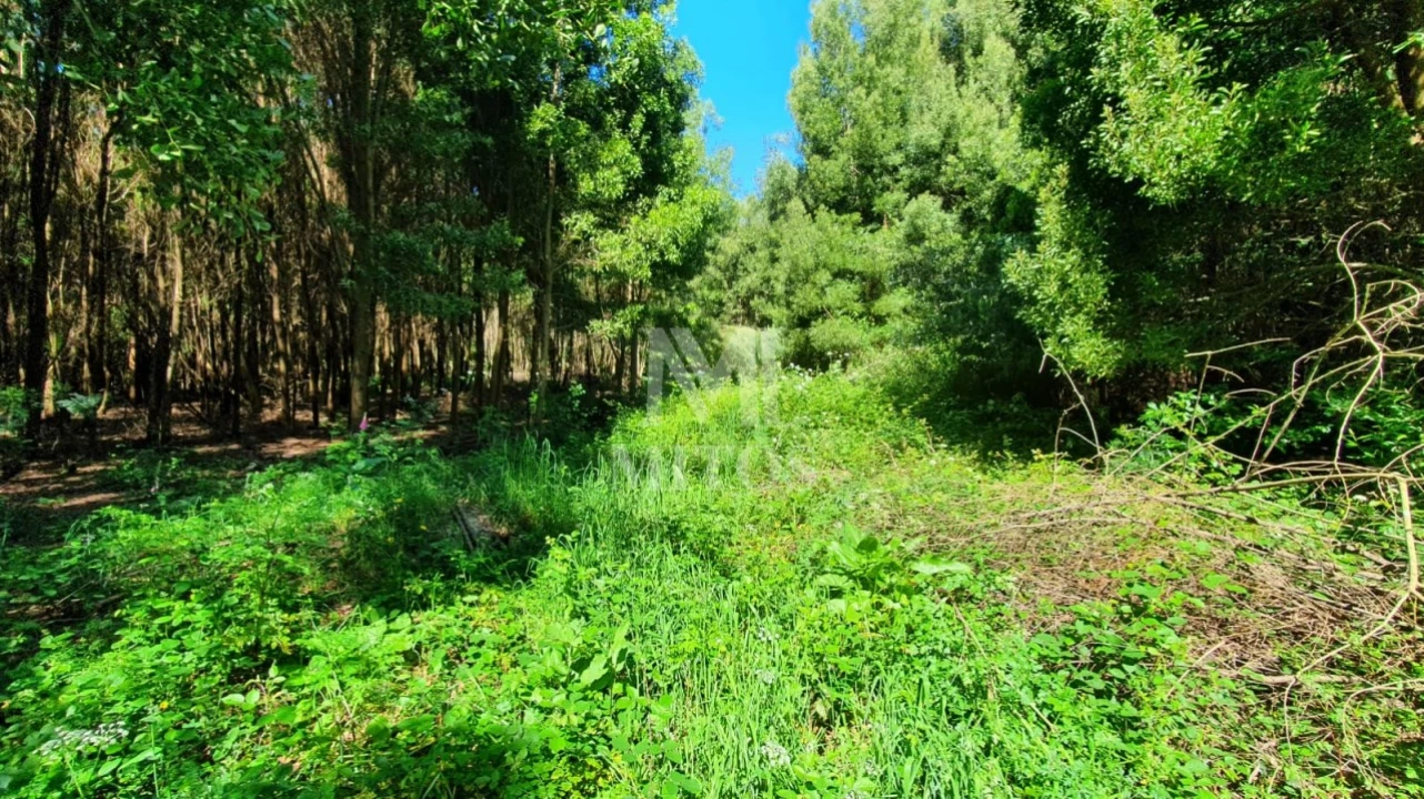 Terreno para Venda em Moledo e Cristelo Foto 10