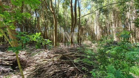 Terreno para Venda em Moledo e Cristelo