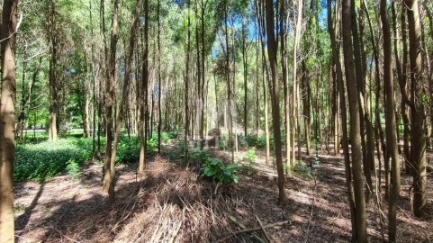 Terreno para Venda em Moledo e Cristelo