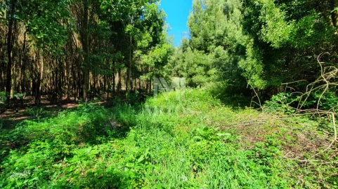 Terreno para Venda em Moledo e Cristelo