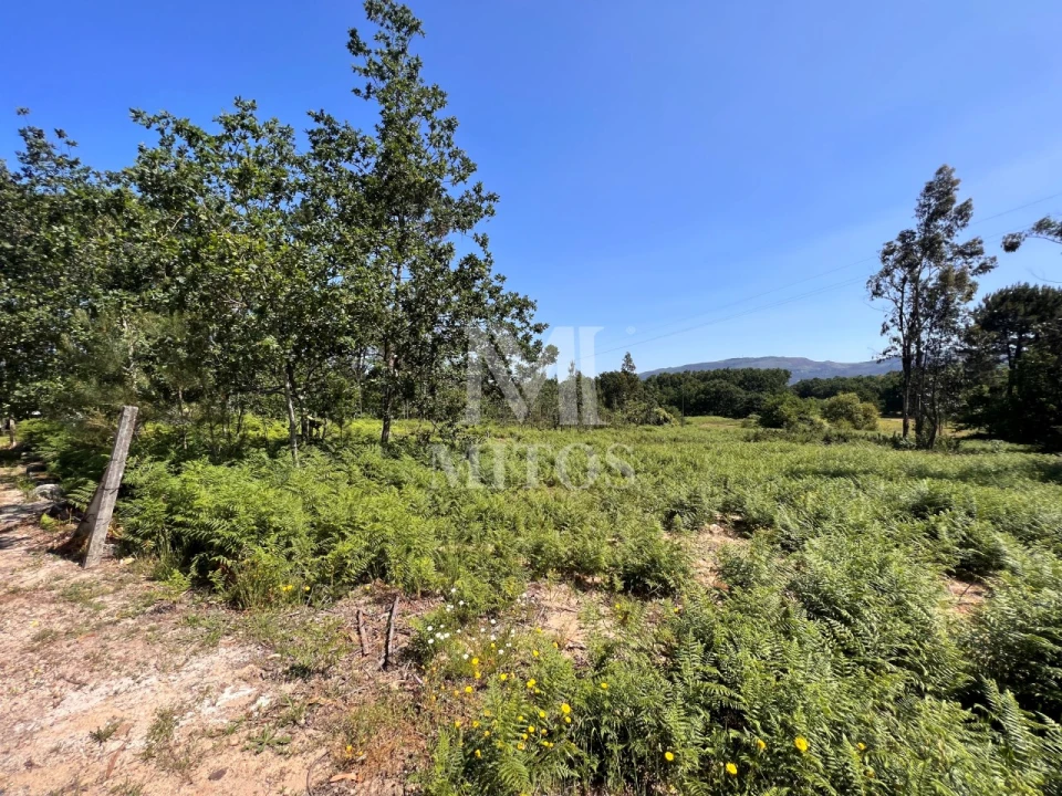 Terreno para Venda em São Pedro da Torre Foto 9