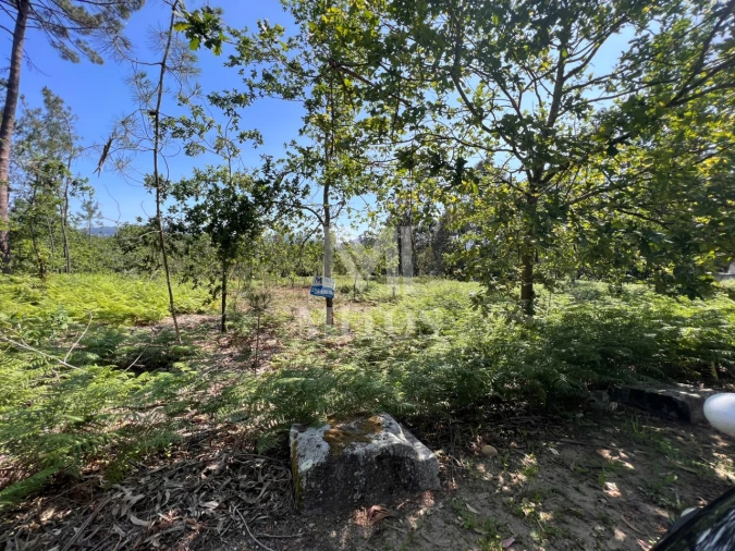 Terreno para Venda em São Pedro da Torre Foto 11