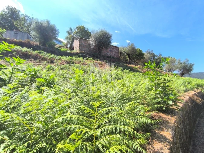 Terreno para Venda em Subportela, Deocriste e Portela Susã Foto 7
