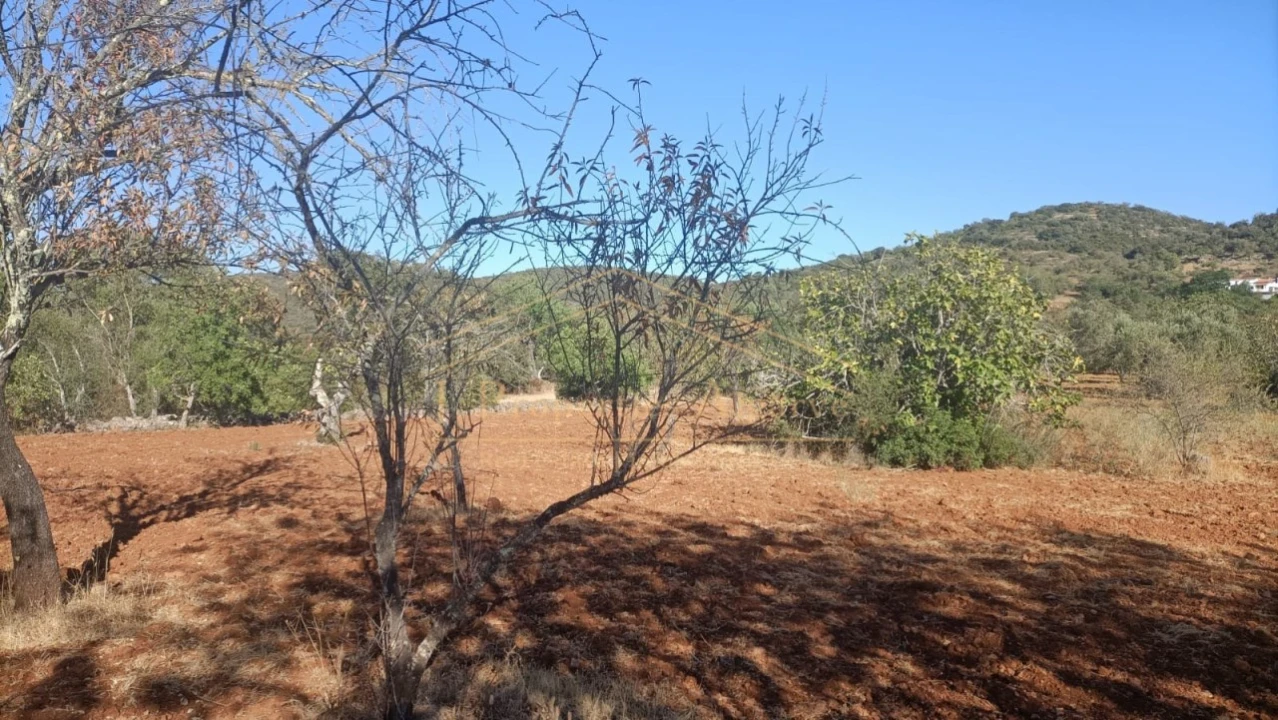 Terreno para Venda em Loule (São Sebastião) Foto 3