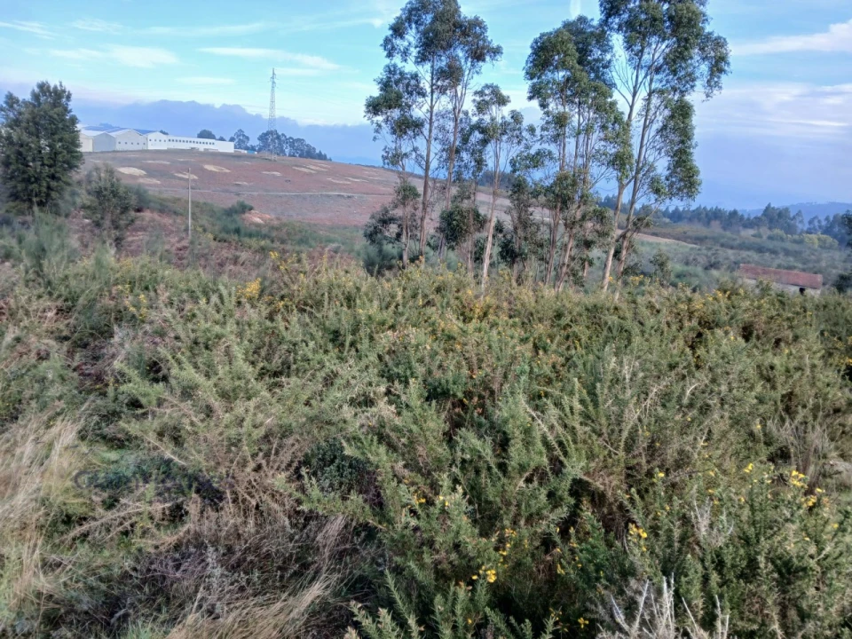 Terreno para Venda em Torrados e Sousa Foto 4