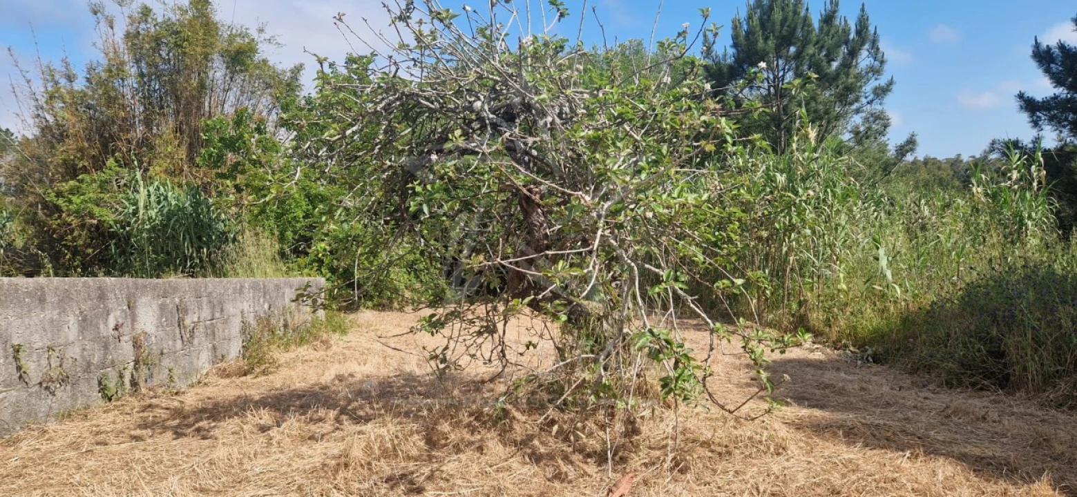 Terreno para Venda em Tornada e Salir do Porto Foto 35