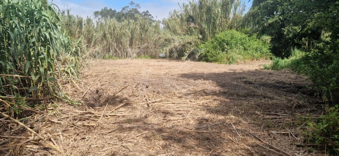 Terreno para Venda em Tornada e Salir do Porto Foto 5