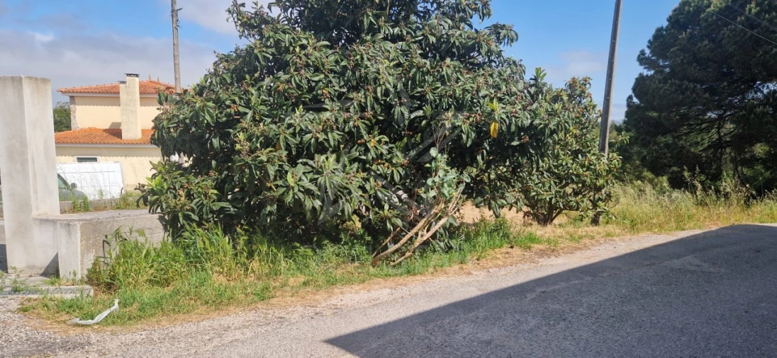 Terreno para Venda em Tornada e Salir do Porto Foto 25