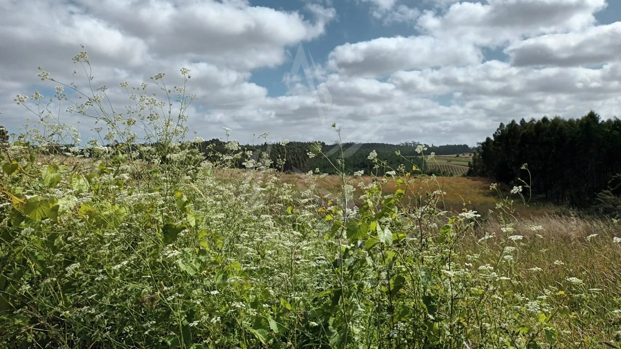 Terreno para Venda em Bombarral e Vale Covo Foto 8