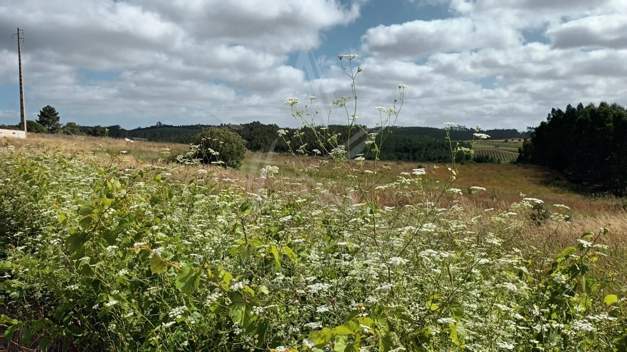 Terreno para Venda em Bombarral e Vale Covo Foto 9