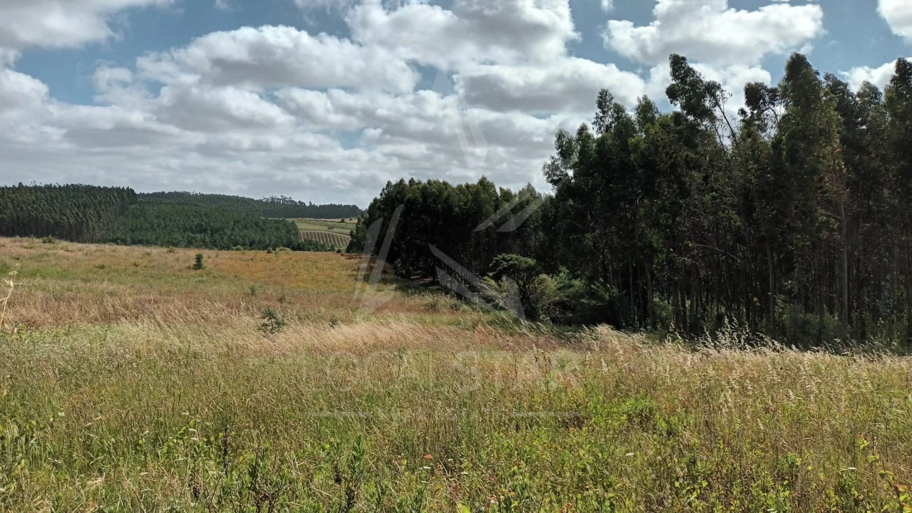 Terreno para Venda em Bombarral e Vale Covo Foto 11