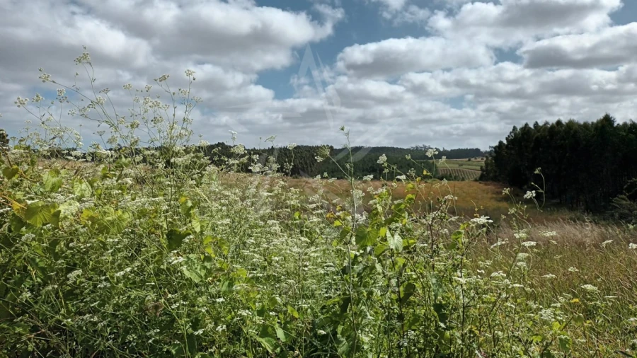 Terreno para Venda em Bombarral e Vale Covo Foto 8