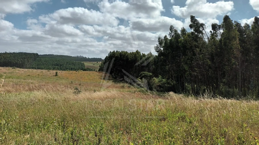 Terreno para Venda em Bombarral e Vale Covo Foto 11