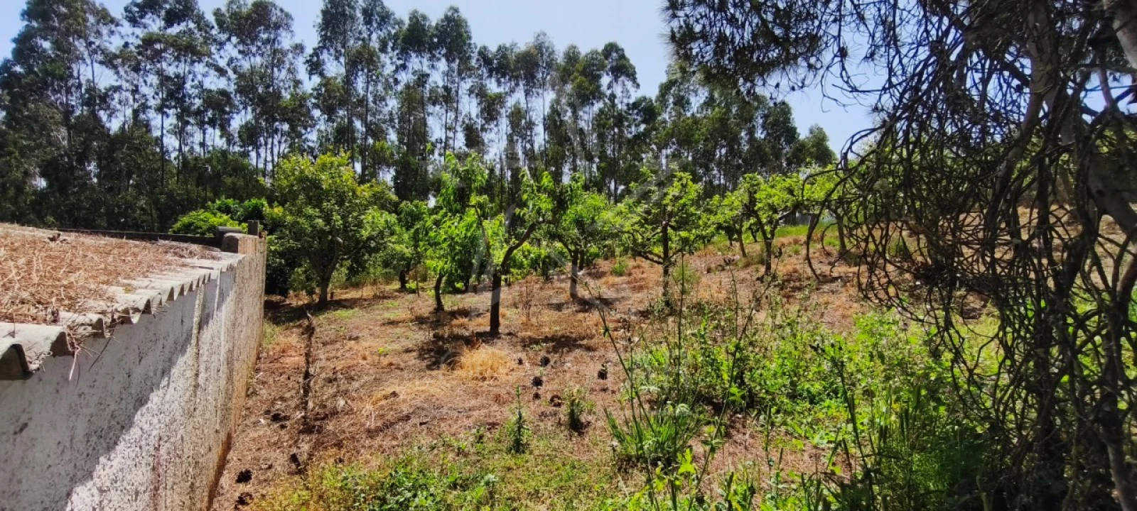 Terreno para Venda em Alvorninha Foto 6
