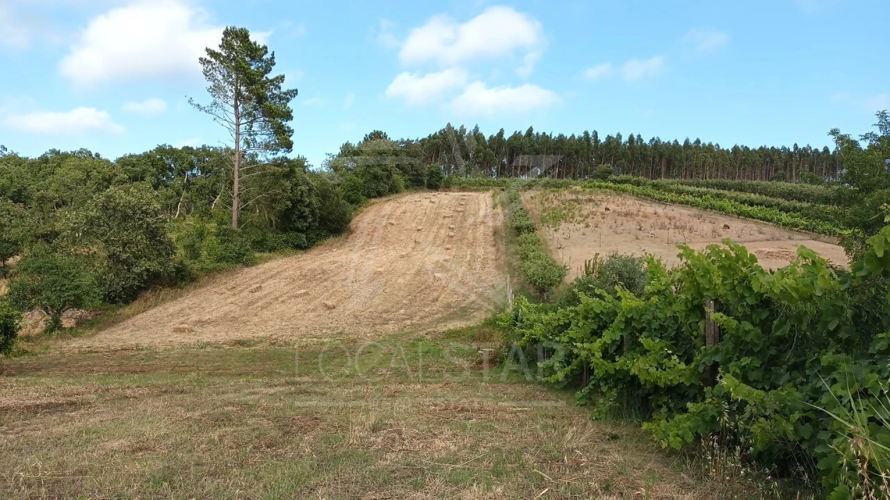 Terreno para Venda em Salir de Matos Foto 1