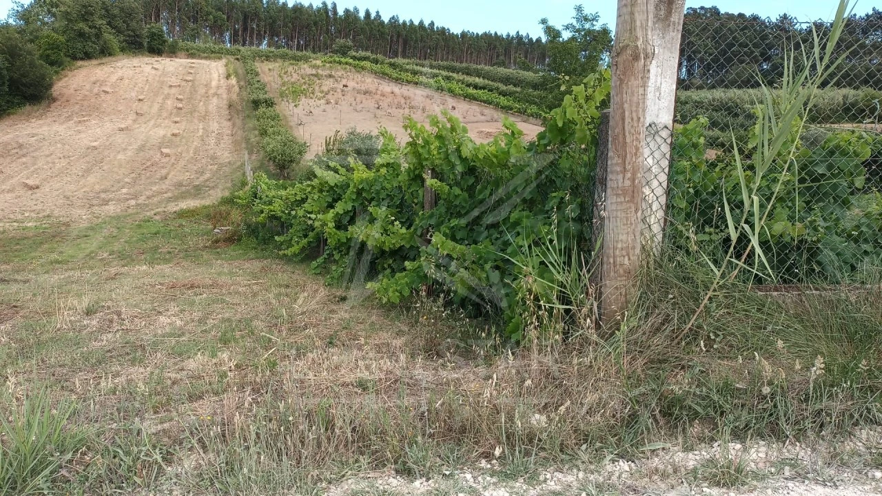 Terreno para Venda em Salir de Matos Foto 5