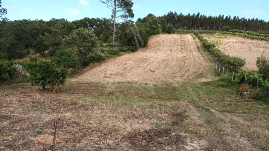 Terreno para Venda em Salir de Matos Foto 4