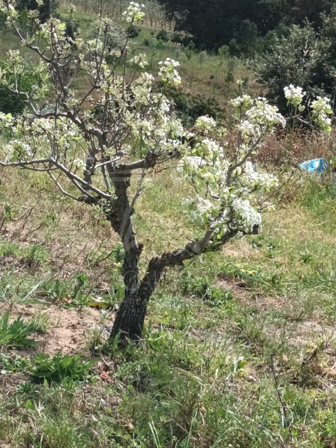 Terreno para Venda em Roliça Foto 6