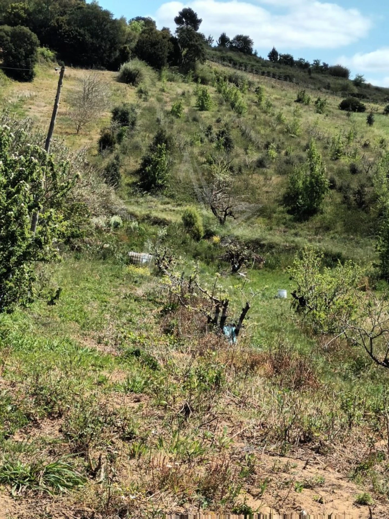 Terreno para Venda em Roliça Foto 11