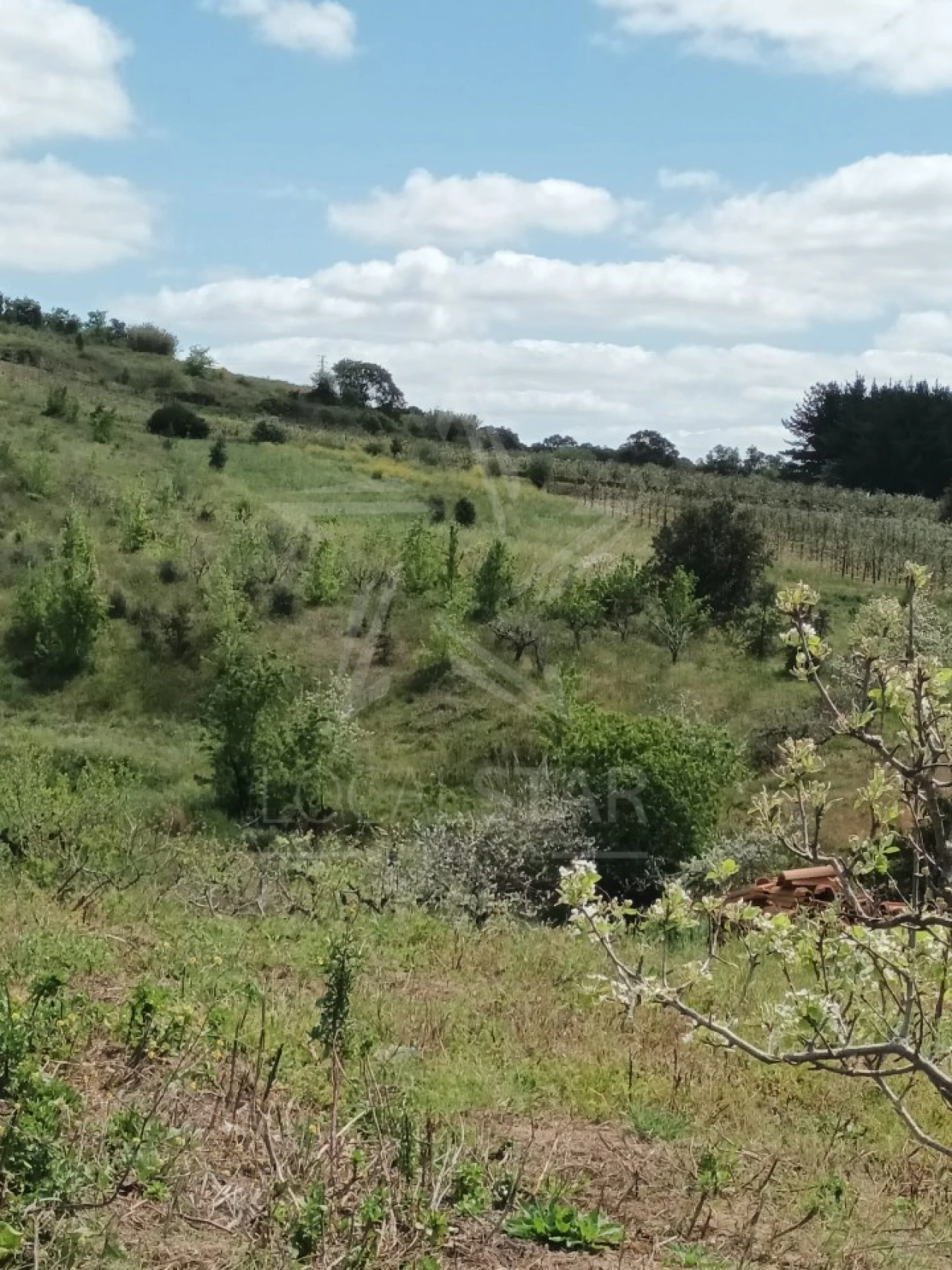 Terreno para Venda em Roliça Foto 14