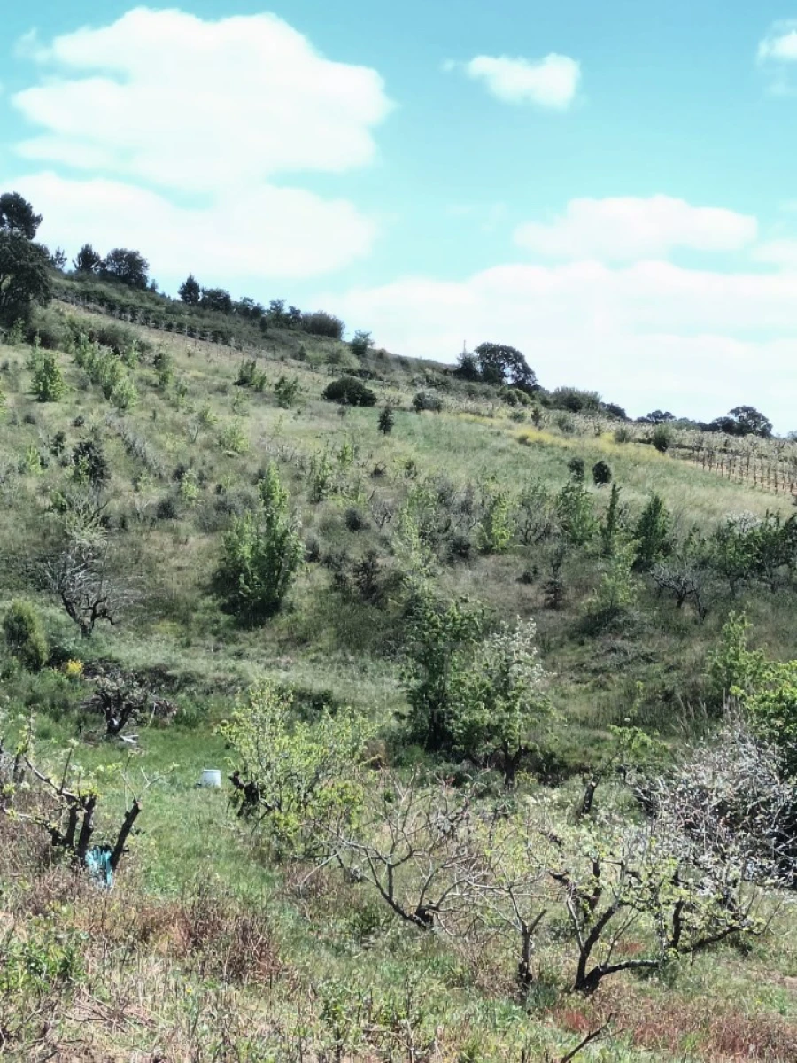 Terreno para Venda em Roliça Foto 10