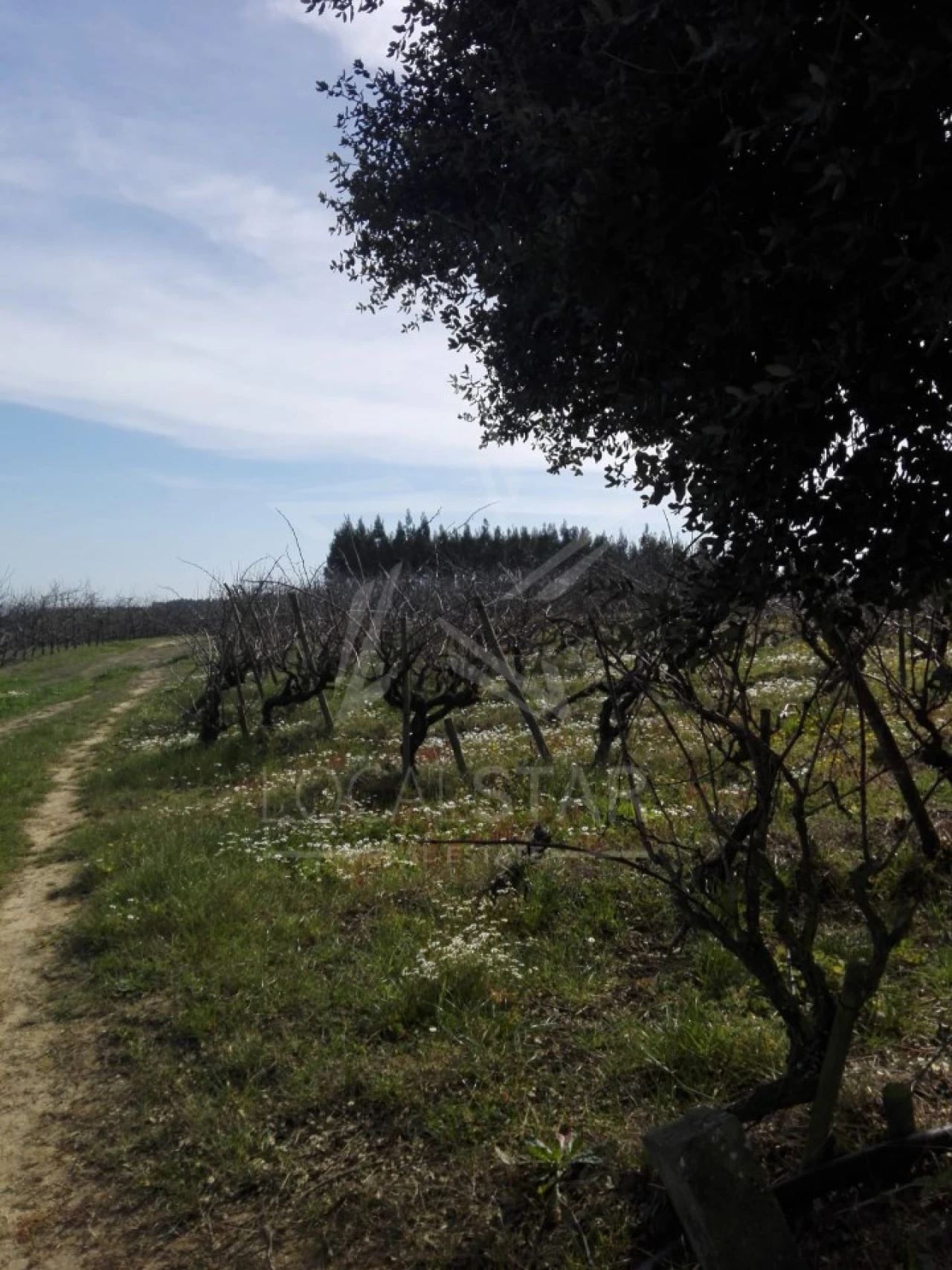 Terreno para Venda em Moita dos Ferreiros Foto 5