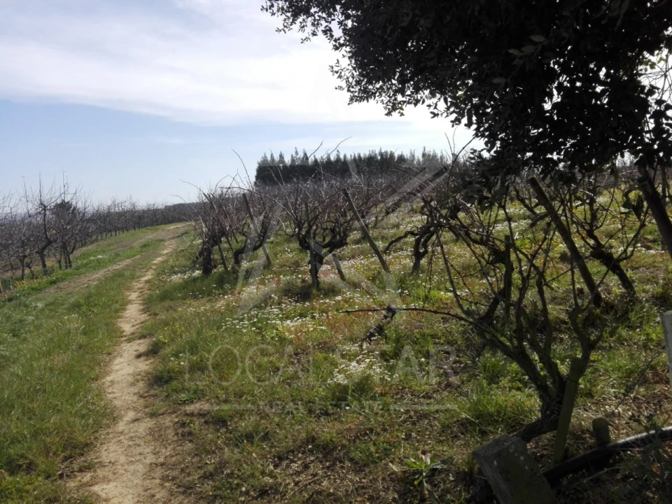 Terreno para Venda em Moita dos Ferreiros Foto 4