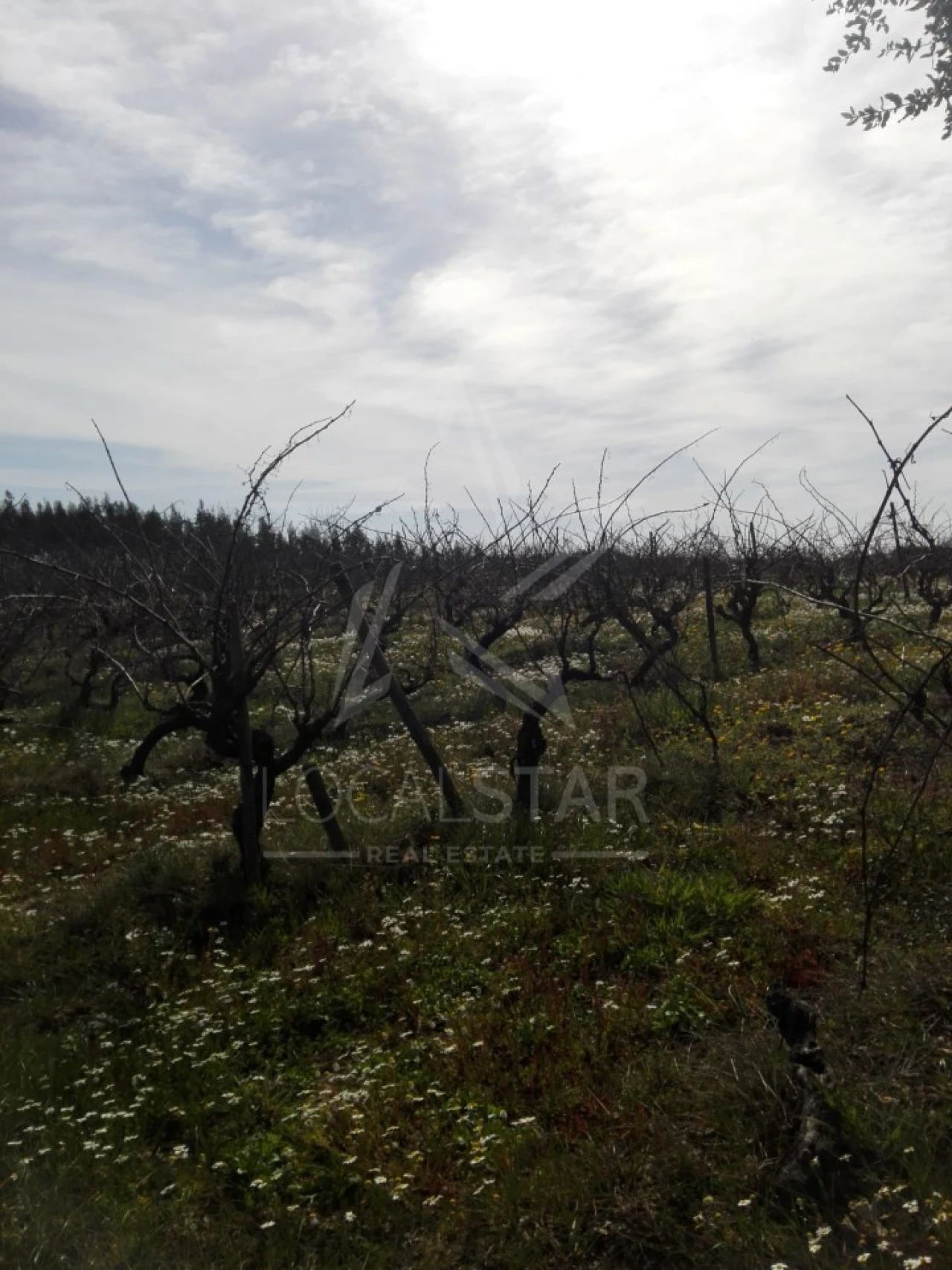 Terreno para Venda em Moita dos Ferreiros Foto 6