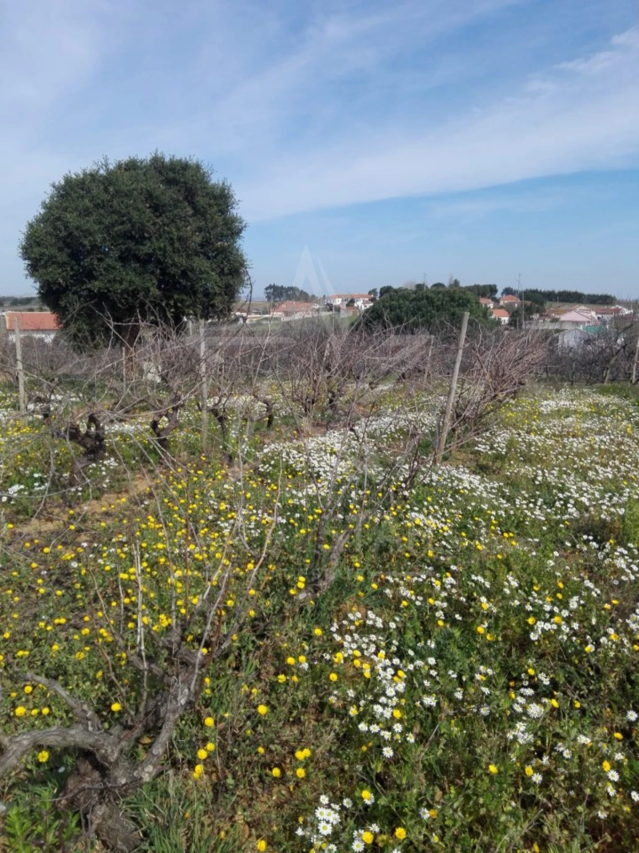 Terreno para Venda em Moita dos Ferreiros Foto 2