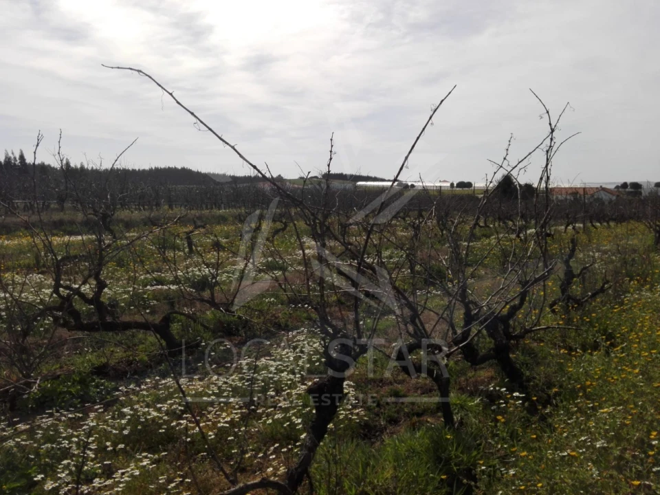 Terreno para Venda em Moita dos Ferreiros Foto 13