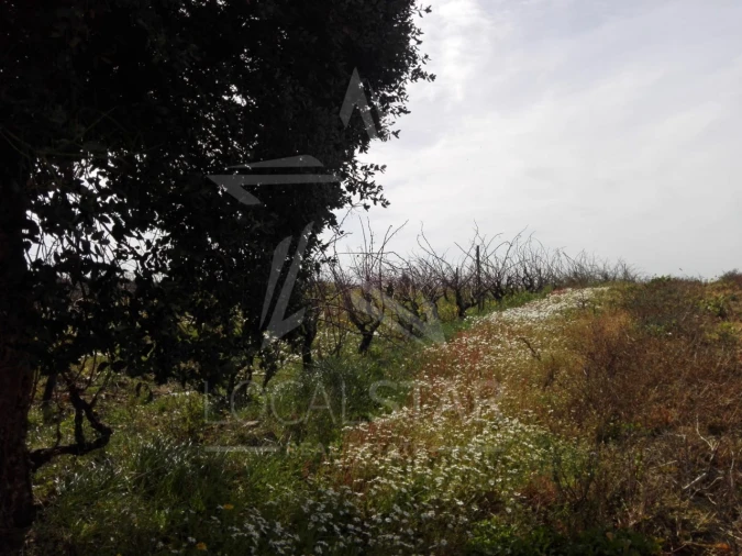 Terreno para Venda em Moita dos Ferreiros Foto 1