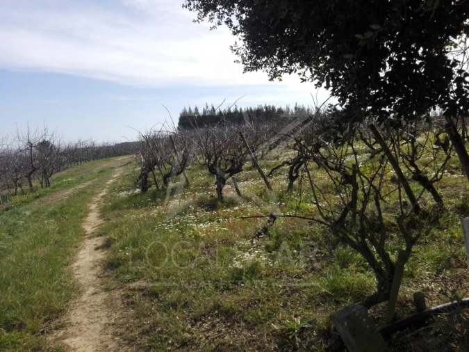 Terreno para Venda em Moita dos Ferreiros Foto 4