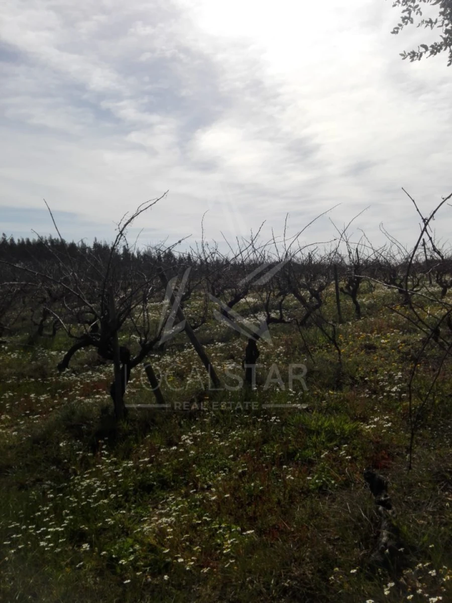 Terreno para Venda em Moita dos Ferreiros Foto 6