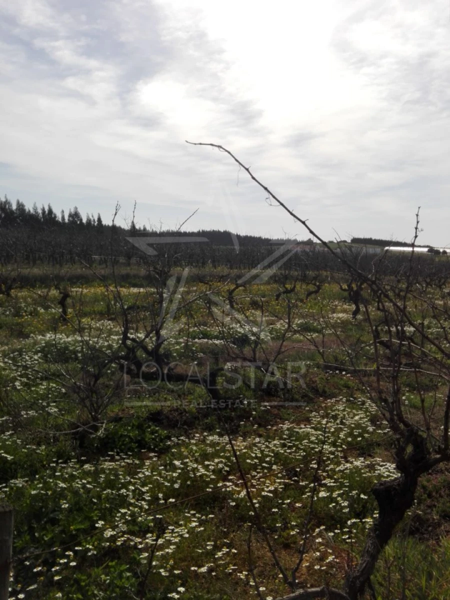 Terreno para Venda em Moita dos Ferreiros Foto 7