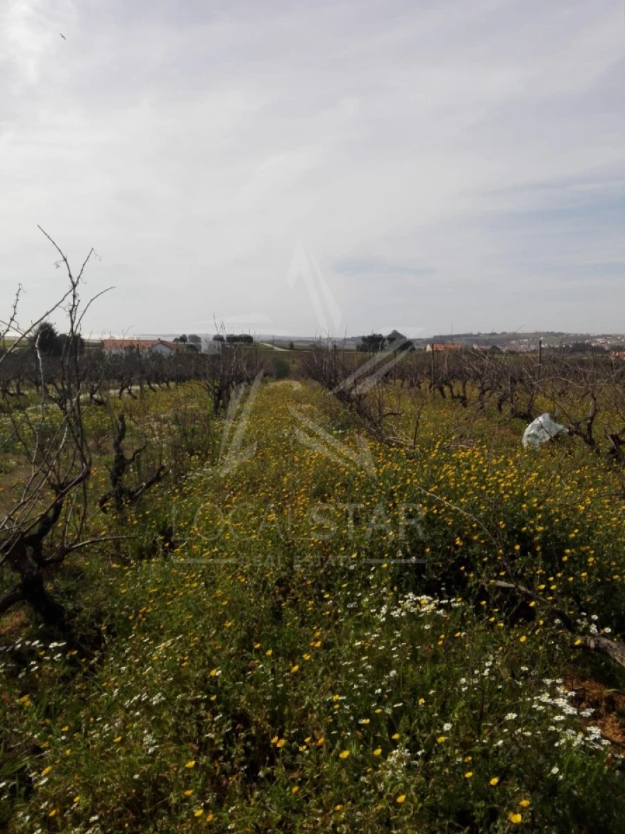 Terreno para Venda em Moita dos Ferreiros Foto 8
