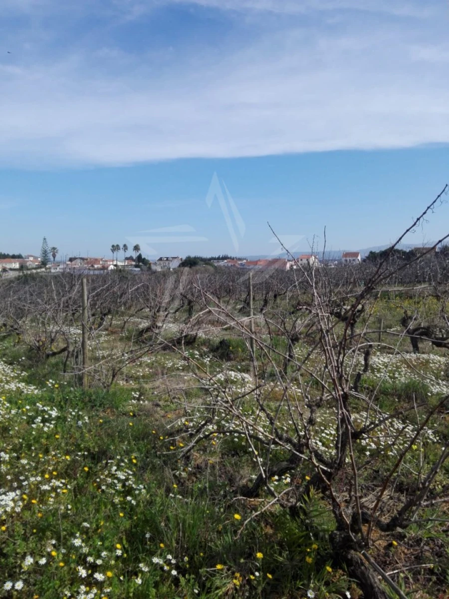 Terreno para Venda em Moita dos Ferreiros Foto 10