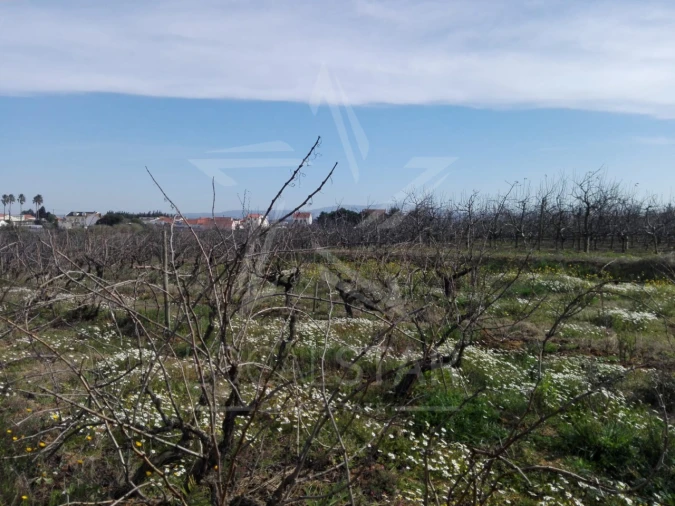 Terreno para Venda em Moita dos Ferreiros Foto 11
