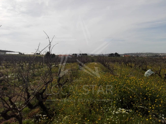 Terreno para Venda em Moita dos Ferreiros Foto 12