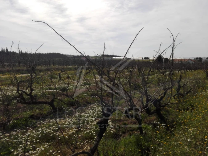 Terreno para Venda em Moita dos Ferreiros Foto 13