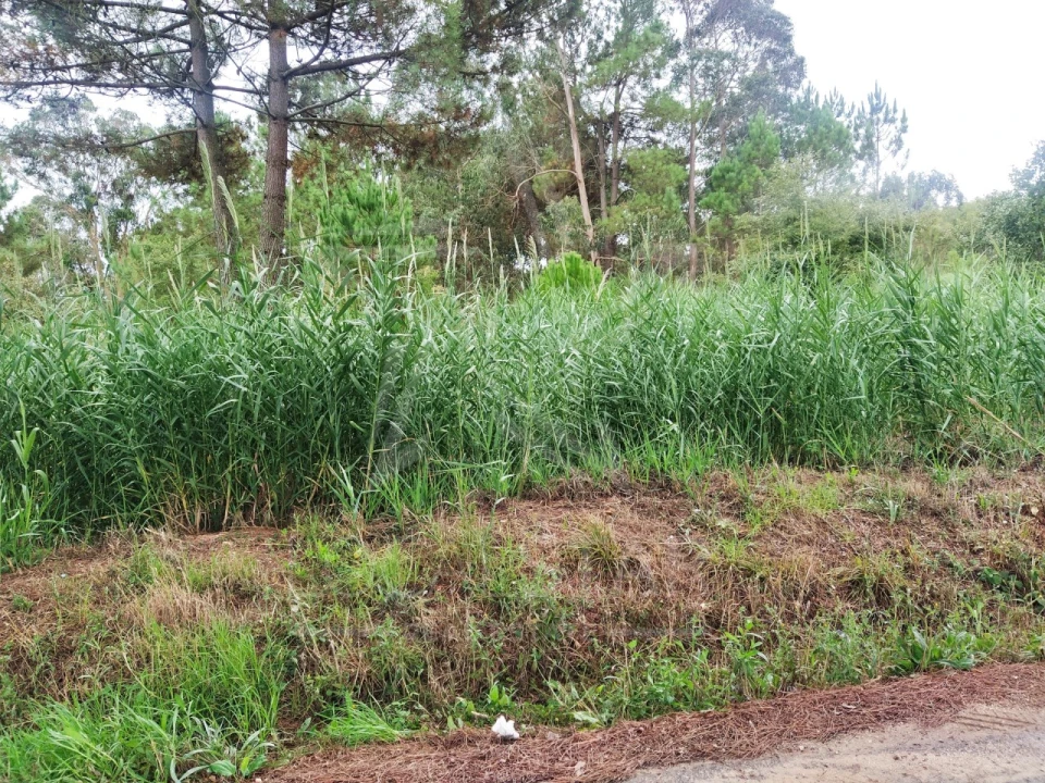 Terreno para Venda em Nossa Senhora do Pópulo, Coto e São Gregório Foto 7