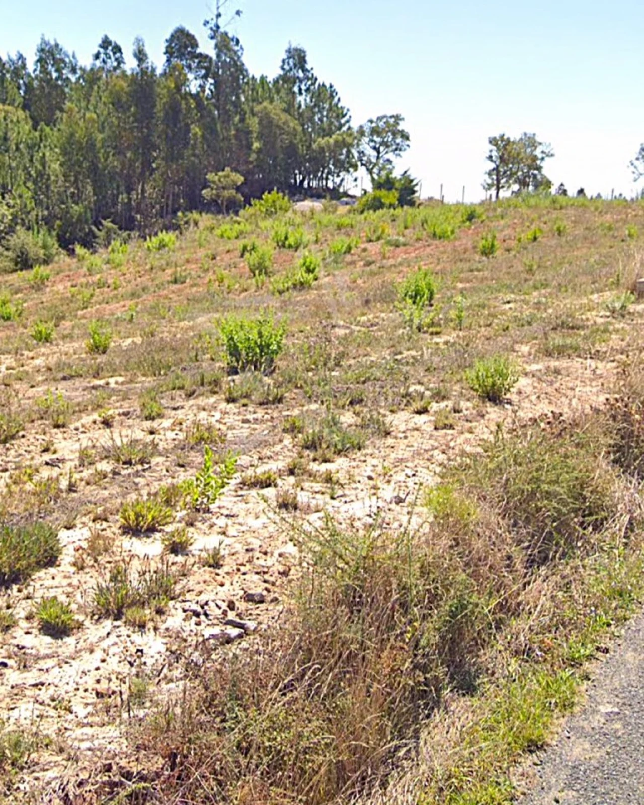 Terreno para Venda em Nossa Senhora do Pópulo, Coto e São Gregório Foto 18