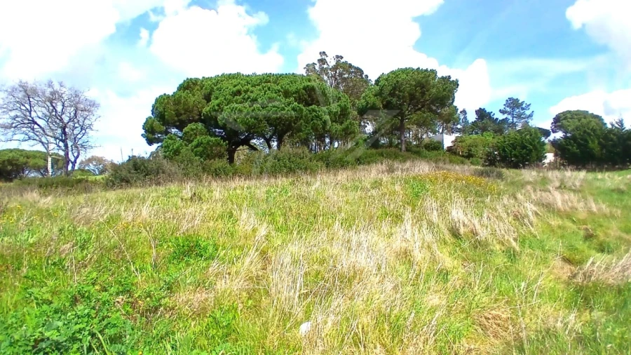 Terreno para Venda em Tornada e Salir do Porto Foto 7