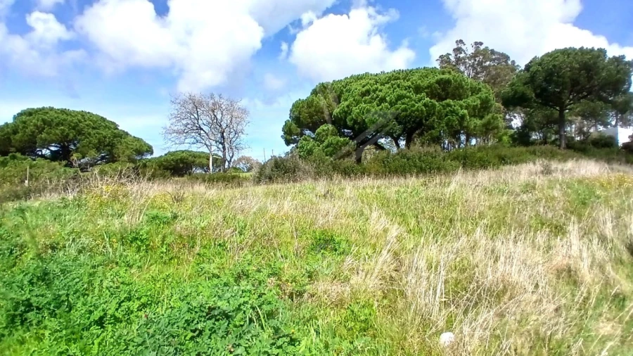Terreno para Venda em Tornada e Salir do Porto Foto 11