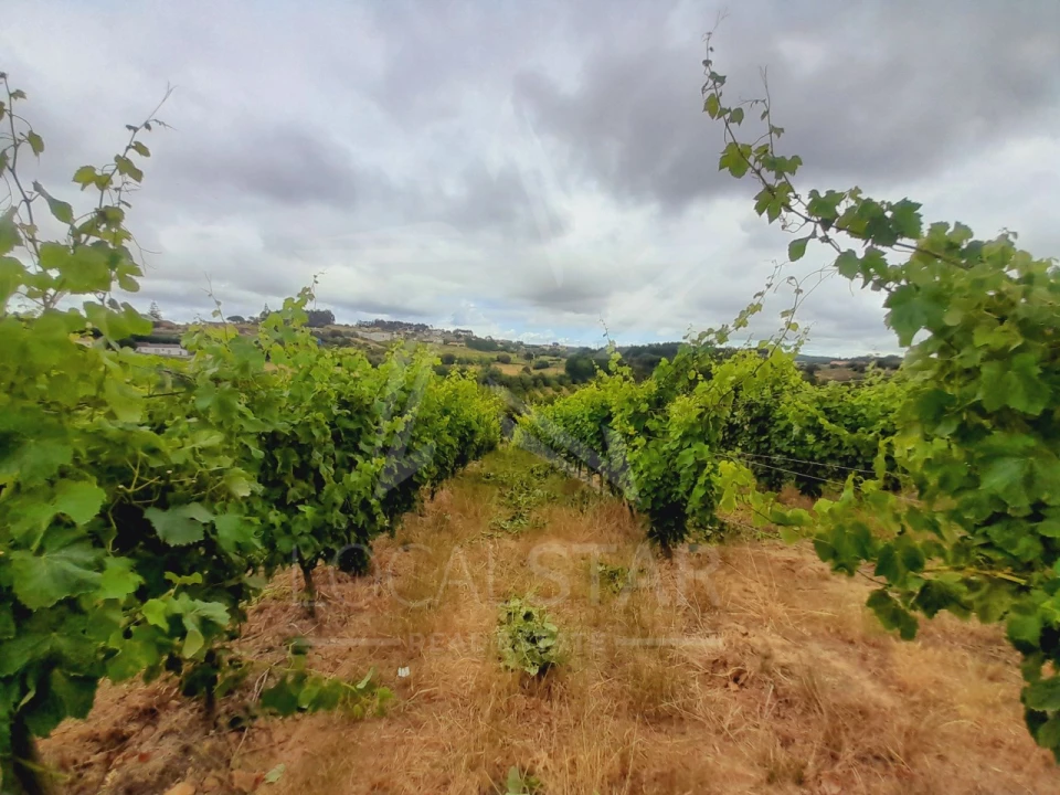 Terreno para Venda em Alvorninha Foto 17