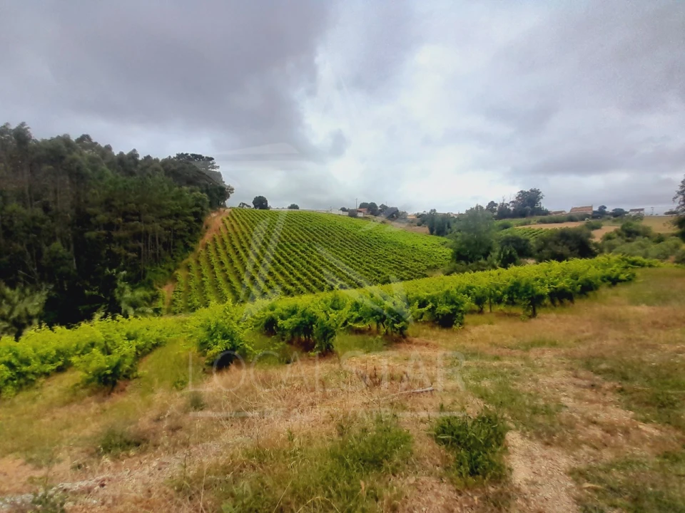 Terreno para Venda em Alvorninha Foto 5