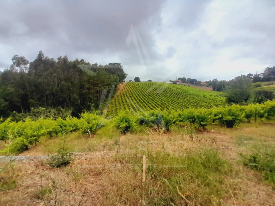 Terreno para Venda em Alvorninha Foto 12