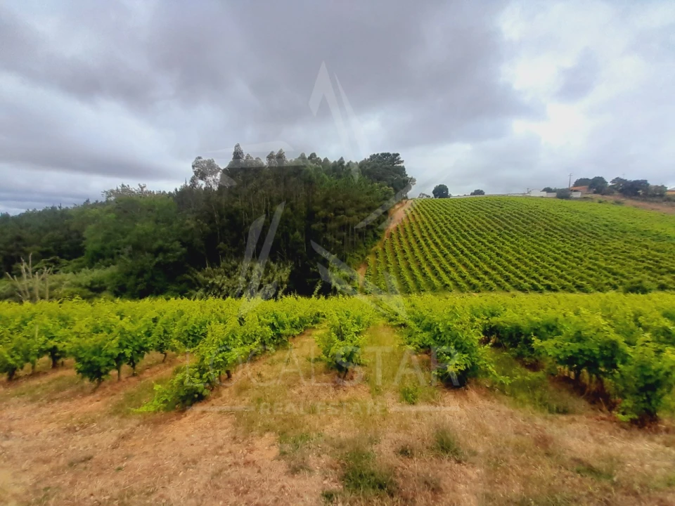 Terreno para Venda em Alvorninha Foto 3