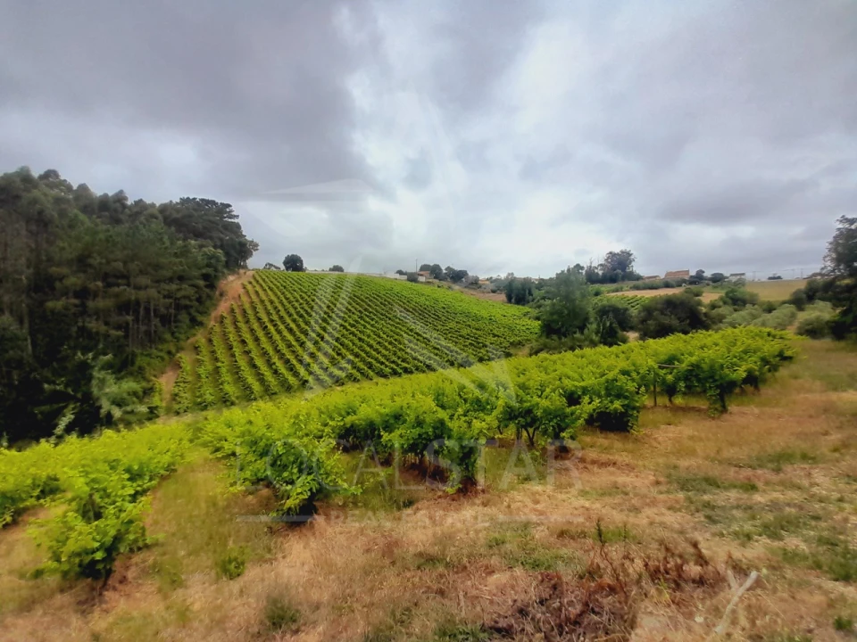 Terreno para Venda em Alvorninha Foto 14