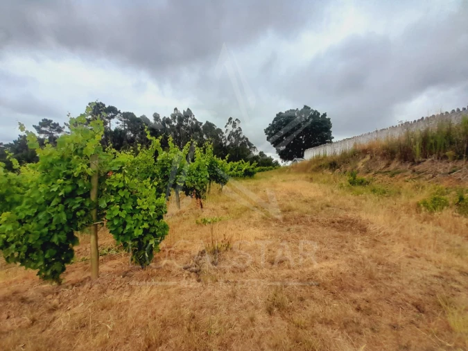 Terreno para Venda em Alvorninha Foto 11