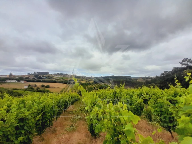 Terreno para Venda em Alvorninha Foto 4